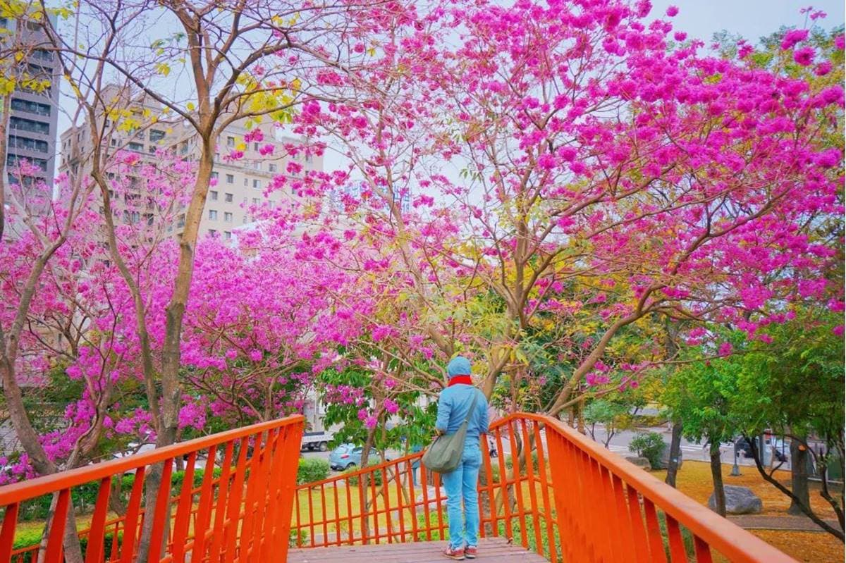 「粉色棉花糖」占領台中、彰化!3處洋紅風鈴木祕境推薦,美到在地人想私藏 「粉色棉花糖」占領台中、彰化!3處洋紅風鈴木祕境推薦,美到在地人想私藏