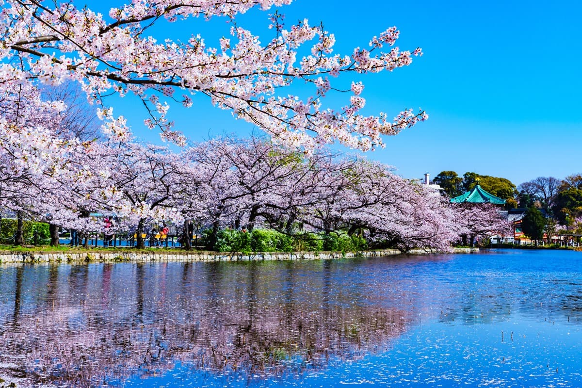2024日本「櫻花前線」公布!暖冬氣候影響花況,注意時間別撲空 2024日本「櫻花前線」公布!暖冬氣候影響花況,注意時間別撲空