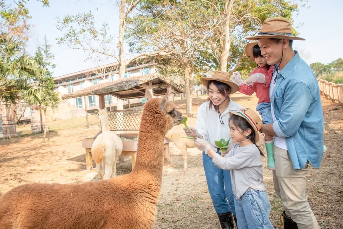 水豚、羊駝、狐獴一次包!24小時瘋玩「野生動物園飯店」,1月底前小孩免費住 水豚、羊駝、狐獴一次包!24小時瘋玩「野生動物園飯店」,1月底前小孩免費住
