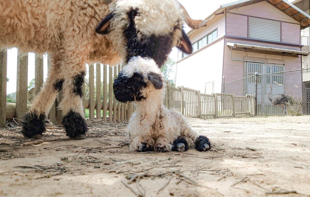 水豚、羊駝、狐獴一次包!24小時瘋玩「野生動物園飯店」,1月底前小孩免費住 水豚、羊駝、狐獴一次包!24小時瘋玩「野生動物園飯店」,1月底前小孩免費住