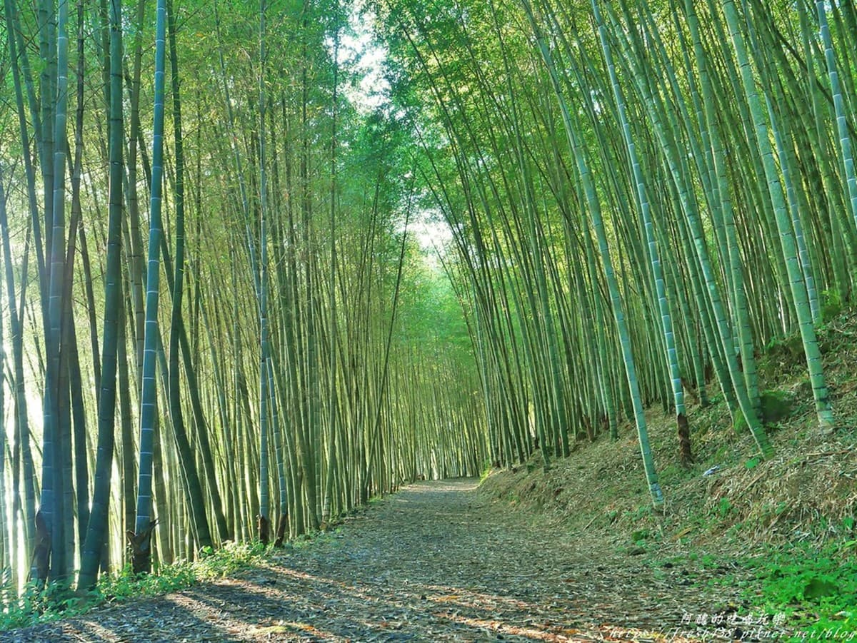 山上三合院住1晚!在「嘉義老茶廠民宿」睡台式老眠床、雲海竹林品茶香 山上三合院住1晚!在「嘉義老茶廠民宿」睡台式老眠床、雲海竹林品茶香