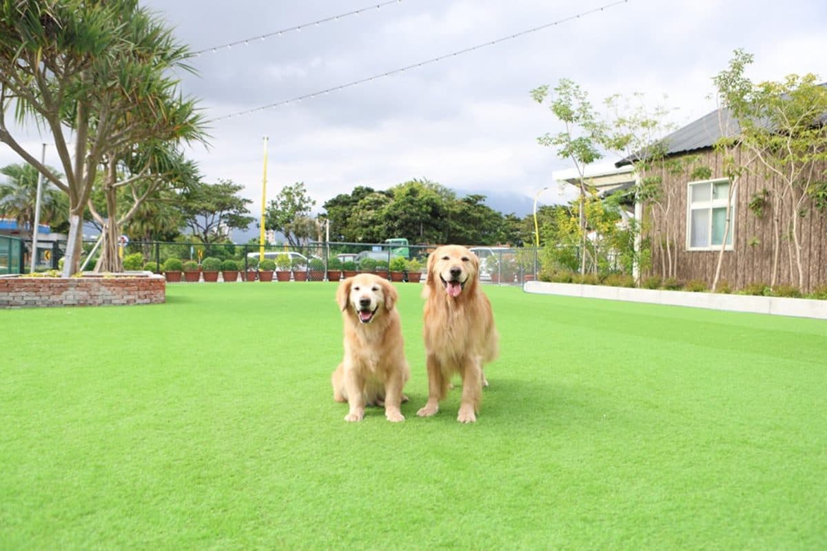 全台唯一「貴賓犬餐廳」在這!10隻大貴賓坐鎮萌到犯規,還有毛孩特餐好貼心 全台唯一「貴賓犬餐廳」在這!10隻大貴賓坐鎮萌到犯規,還有毛孩特餐好貼心