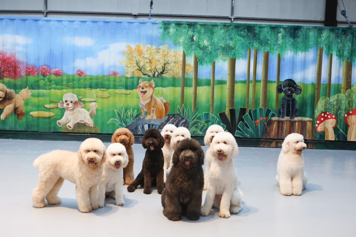 全台唯一「貴賓犬餐廳」在這!10隻大貴賓坐鎮萌到犯規,還有毛孩特餐好貼心 全台唯一「貴賓犬餐廳」在這!10隻大貴賓坐鎮萌到犯規,還有毛孩特餐好貼心