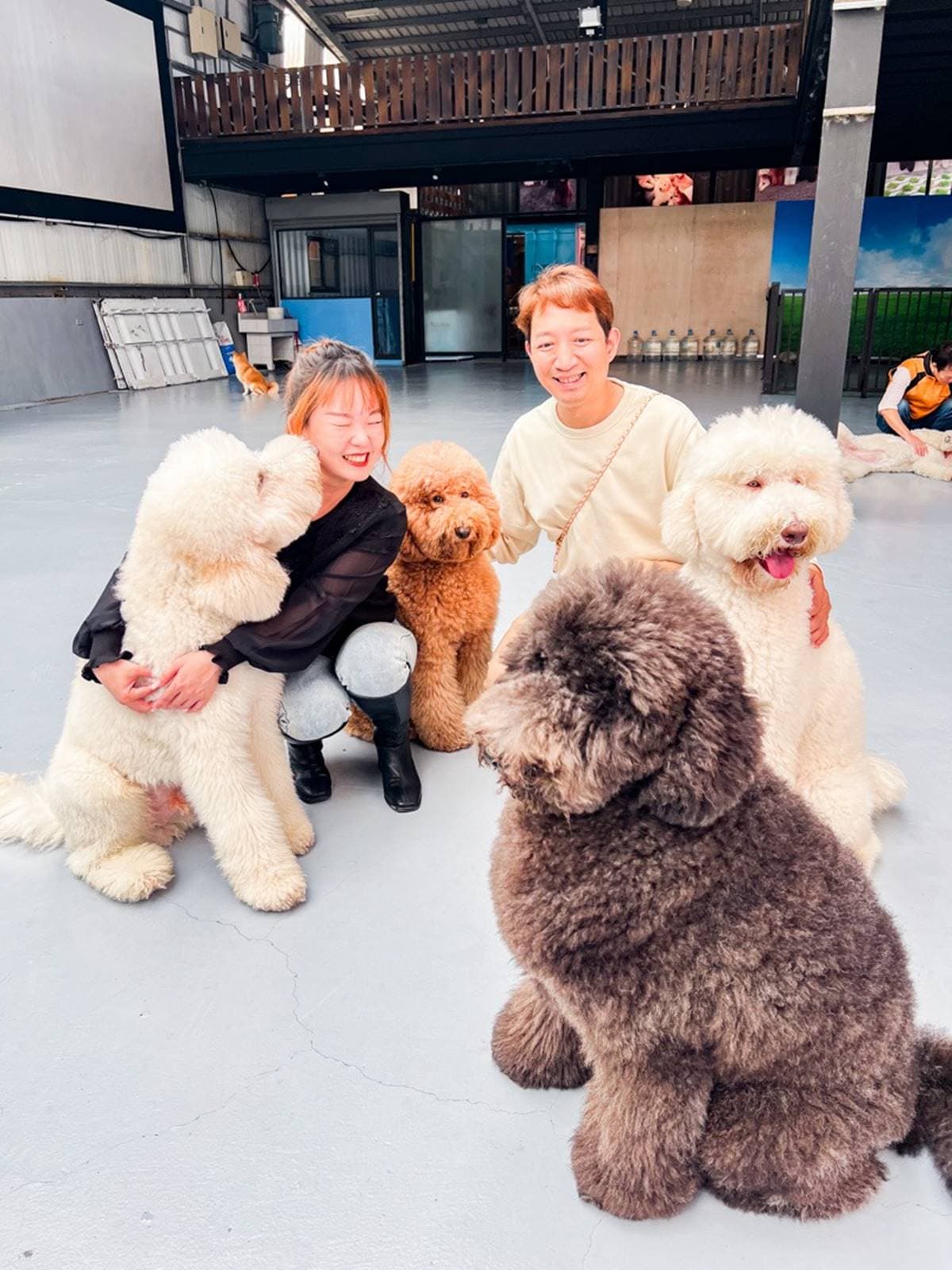 全台唯一「貴賓犬餐廳」在這!10隻大貴賓坐鎮萌到犯規,還有毛孩特餐好貼心 全台唯一「貴賓犬餐廳」在這!10隻大貴賓坐鎮萌到犯規,還有毛孩特餐好貼心