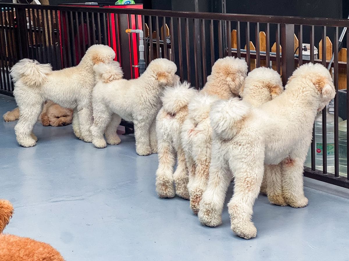 全台唯一「貴賓犬餐廳」在這!10隻大貴賓坐鎮萌到犯規,還有毛孩特餐好貼心 全台唯一「貴賓犬餐廳」在這!10隻大貴賓坐鎮萌到犯規,還有毛孩特餐好貼心