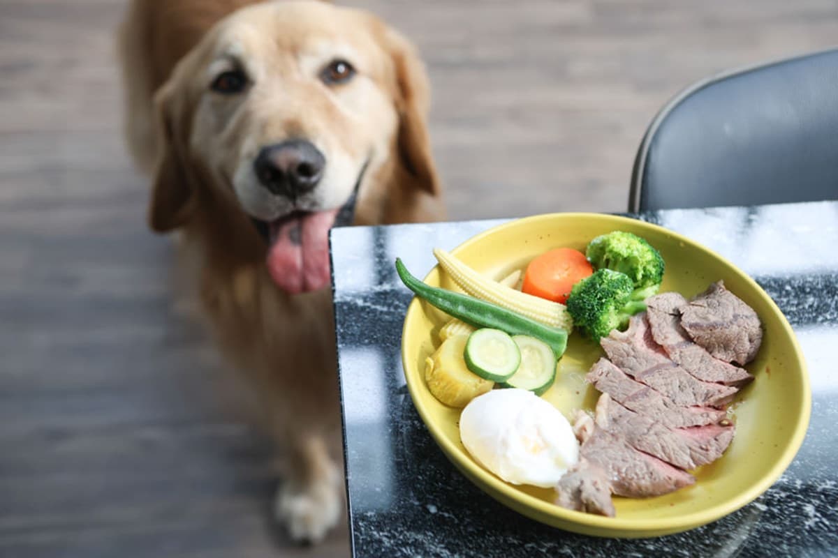 全台唯一「貴賓犬餐廳」在這!10隻大貴賓坐鎮萌到犯規,還有毛孩特餐好貼心 全台唯一「貴賓犬餐廳」在這!10隻大貴賓坐鎮萌到犯規,還有毛孩特餐好貼心