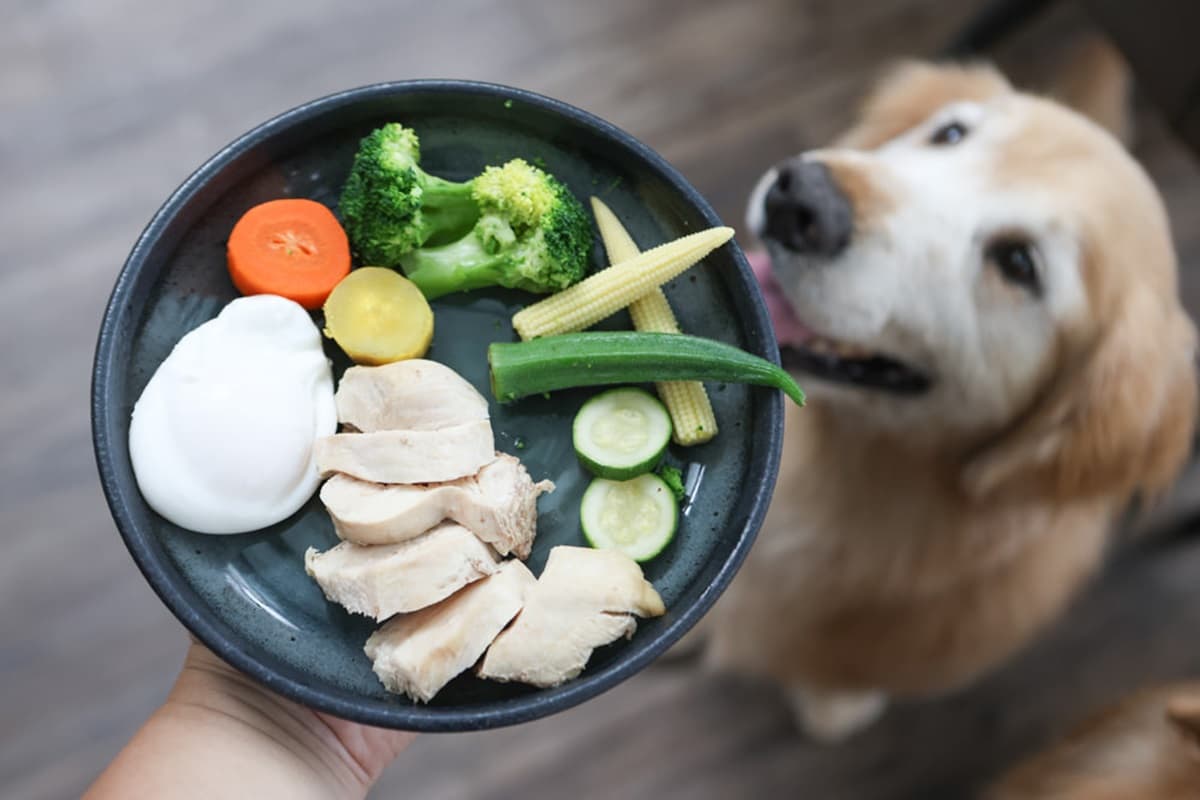 全台唯一「貴賓犬餐廳」在這!10隻大貴賓坐鎮萌到犯規,還有毛孩特餐好貼心 全台唯一「貴賓犬餐廳」在這!10隻大貴賓坐鎮萌到犯規,還有毛孩特餐好貼心