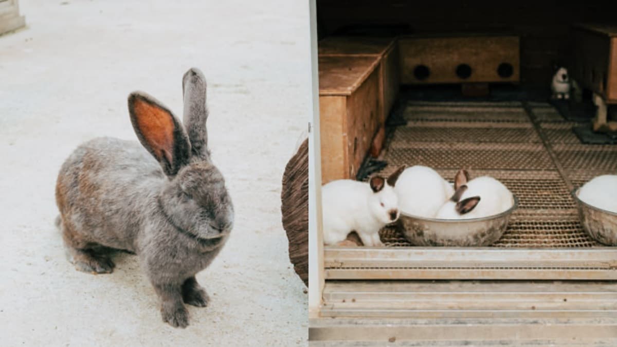 超過20種動物萌翻!桃園「萬坪親子莊園」最低100元爽玩,還有超放電遊樂場 超過20種動物萌翻!桃園「萬坪親子莊園」最低100元爽玩,還有超放電遊樂場