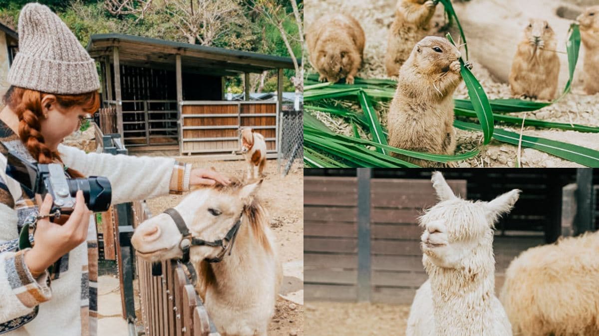 超過20種動物萌翻!桃園「萬坪親子莊園」最低100元爽玩,還有超放電遊樂場 超過20種動物萌翻!桃園「萬坪親子莊園」最低100元爽玩,還有超放電遊樂場