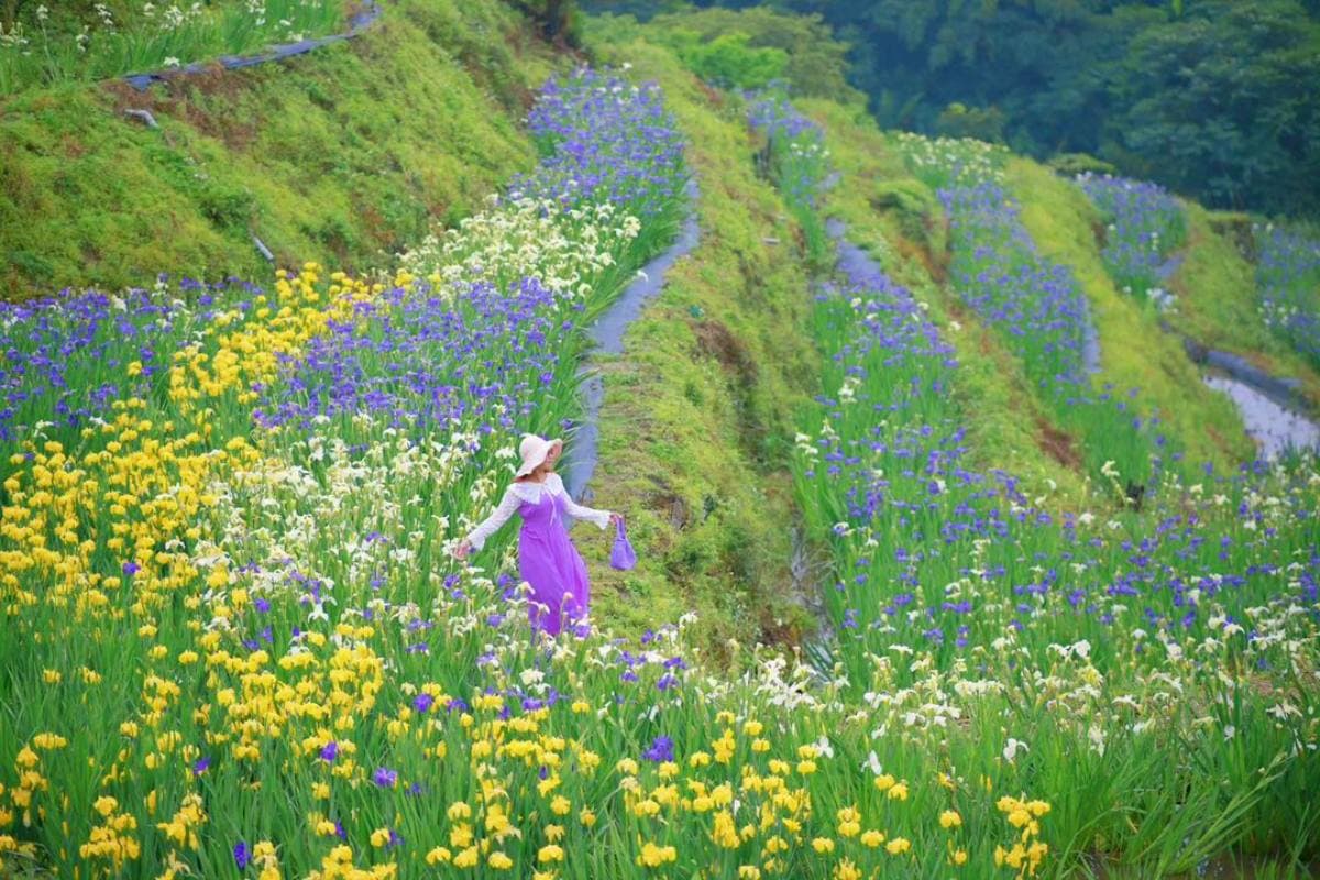 北海岸最美「抹茶千層派」!百年梯田+三色鳶尾花海免費拍爆,堪稱全台唯一 北海岸最美「抹茶千層派」!百年梯田+三色鳶尾花海免費拍爆,堪稱全台唯一