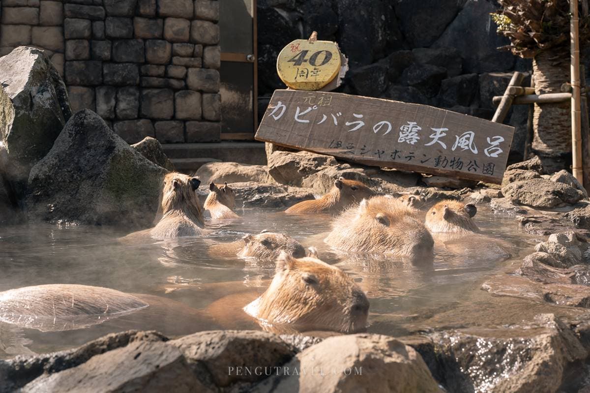水豚泡湯「暴紅起點」!超療癒40年「水豚溫泉」,園內還能賞鳥、乘船探險 水豚泡湯「暴紅起點」!超療癒40年「水豚溫泉」,園內還能賞鳥、乘船探險