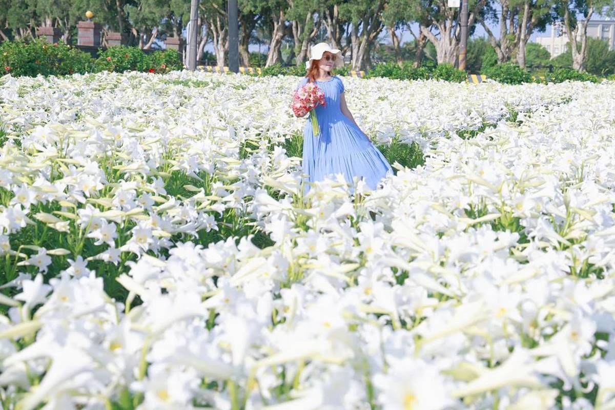 超過2萬朵「純白百合花海」50元拍爆!順遊日系樹林隧道、超低調麵包工廠 超過2萬朵「純白百合花海」50元拍爆!順遊日系樹林隧道、超低調麵包工廠