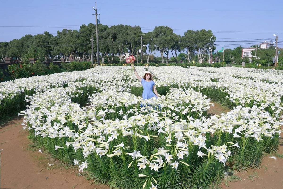 超過2萬朵「純白百合花海」50元拍爆!順遊日系樹林隧道、超低調麵包工廠 超過2萬朵「純白百合花海」50元拍爆!順遊日系樹林隧道、超低調麵包工廠