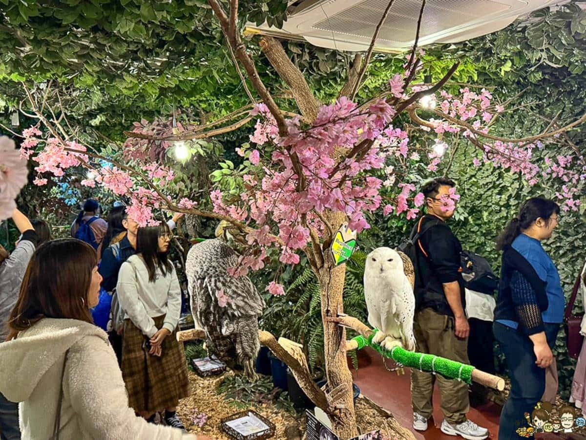 《哈利波特》嘿美分身在這!多種貓頭鷹任你「摸摸+拍照」,近距離互動不限時 《哈利波特》嘿美分身在這!多種貓頭鷹任你「摸摸+拍照」,近距離互動不限時