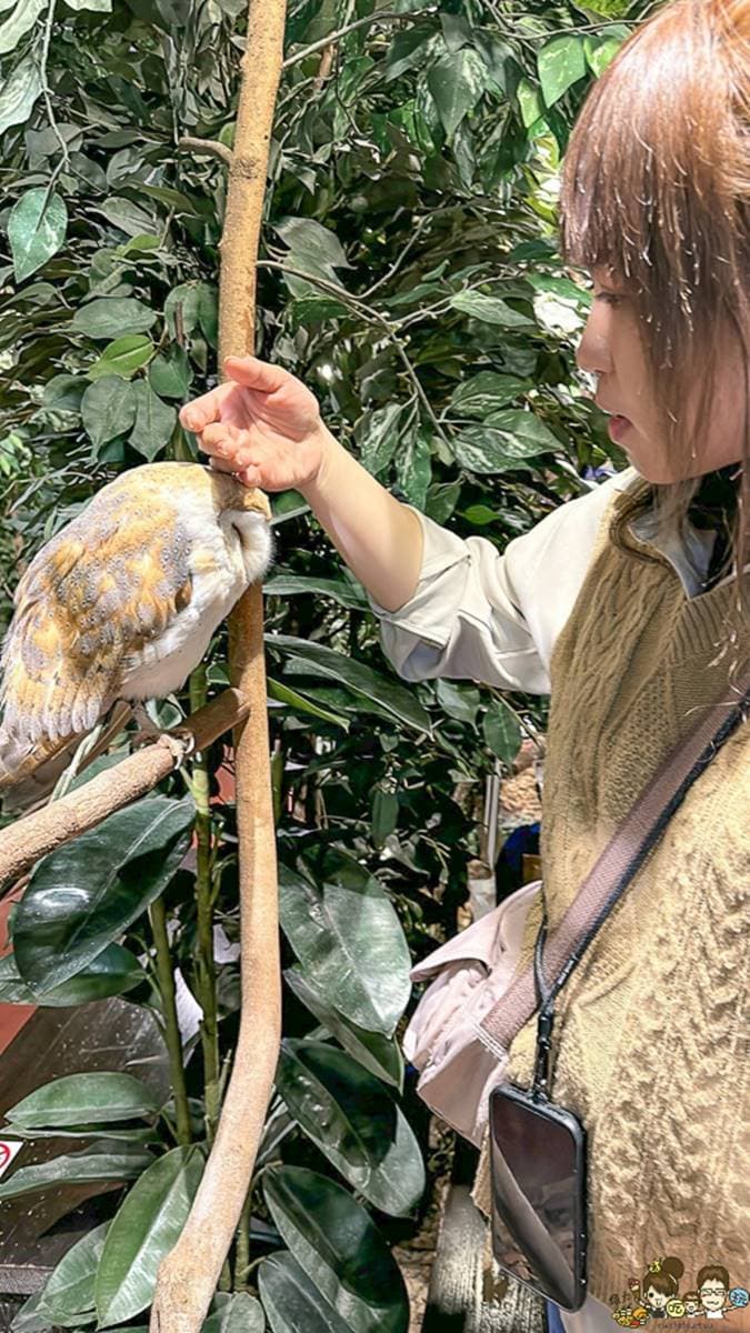 《哈利波特》嘿美分身在這!多種貓頭鷹任你「摸摸+拍照」,近距離互動不限時 《哈利波特》嘿美分身在這!多種貓頭鷹任你「摸摸+拍照」,近距離互動不限時