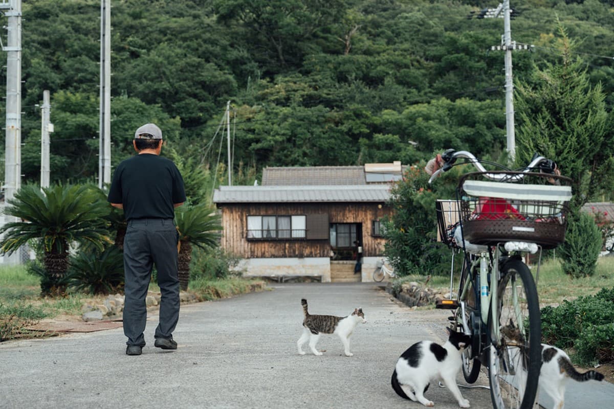「飛天小貓」避世貓咪天堂島!超親人喵喵竟給抱,還會霸占公廁睡大覺 「飛天小貓」避世貓咪天堂島!超親人喵喵竟給抱,還會霸占公廁睡大覺
