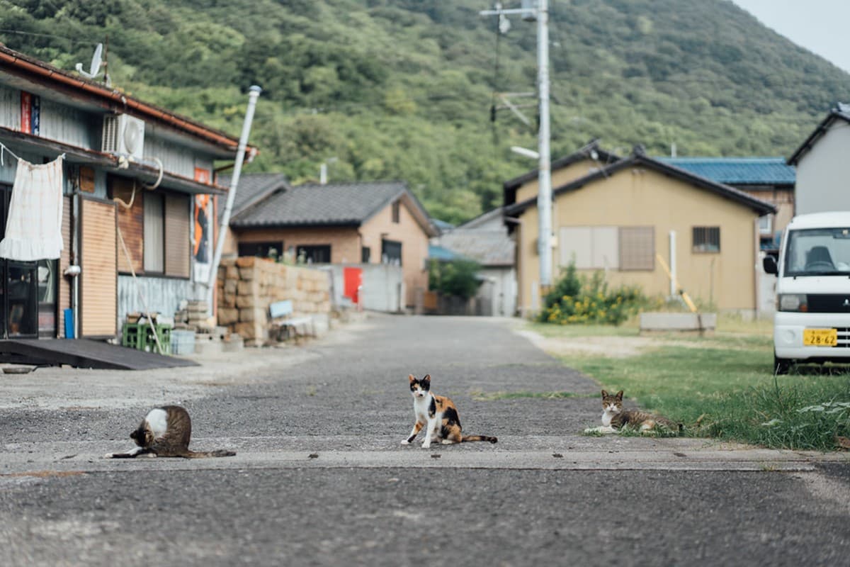 「飛天小貓」避世貓咪天堂島!超親人喵喵竟給抱,還會霸占公廁睡大覺 「飛天小貓」避世貓咪天堂島!超親人喵喵竟給抱,還會霸占公廁睡大覺