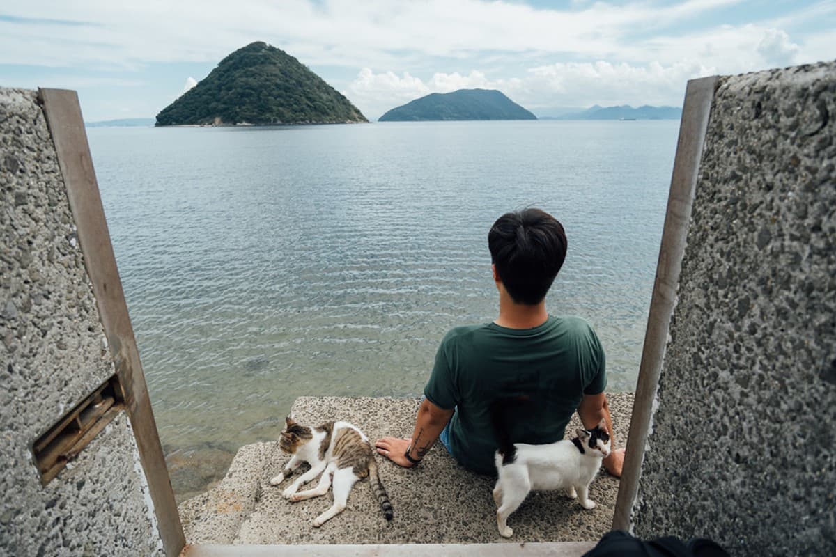「飛天小貓」避世貓咪天堂島!超親人喵喵竟給抱,還會霸占公廁睡大覺 「飛天小貓」避世貓咪天堂島!超親人喵喵竟給抱,還會霸占公廁睡大覺