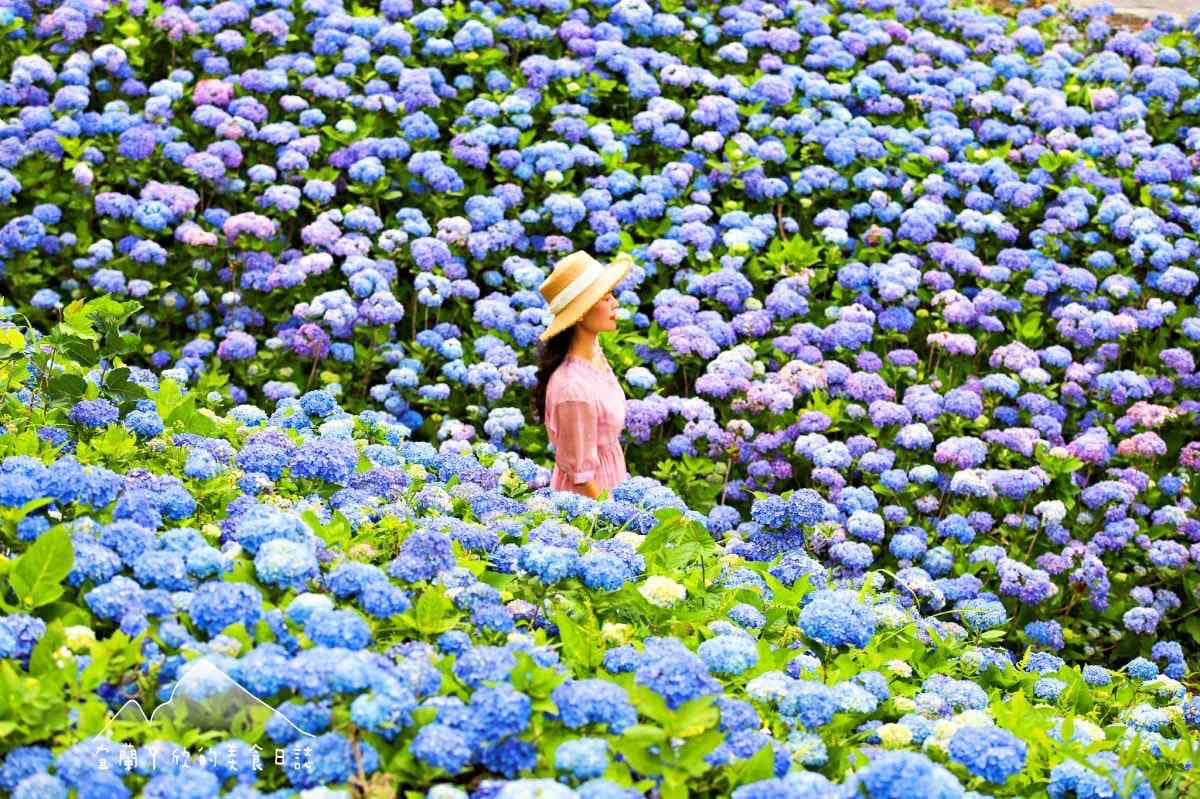 北部最美「繡球花祕境」藏公路!上萬朵藍紫花海免費拍爆,再登高遠眺龜山島 北部最美「繡球花祕境」藏公路!上萬朵藍紫花海免費拍爆,再登高遠眺龜山島