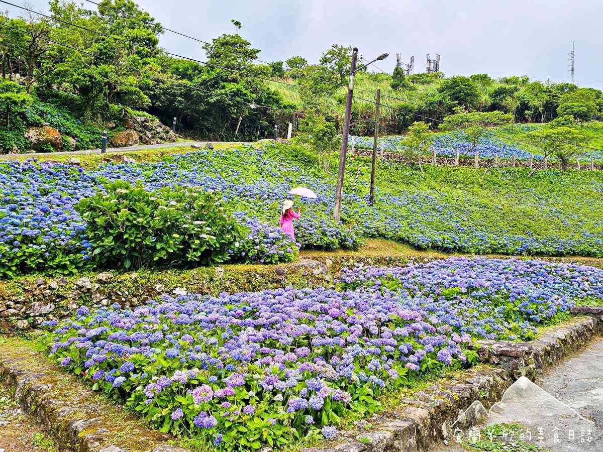北部最美「繡球花祕境」藏公路!上萬朵藍紫花海免費拍爆,再登高遠眺龜山島 北部最美「繡球花祕境」藏公路!上萬朵藍紫花海免費拍爆,再登高遠眺龜山島