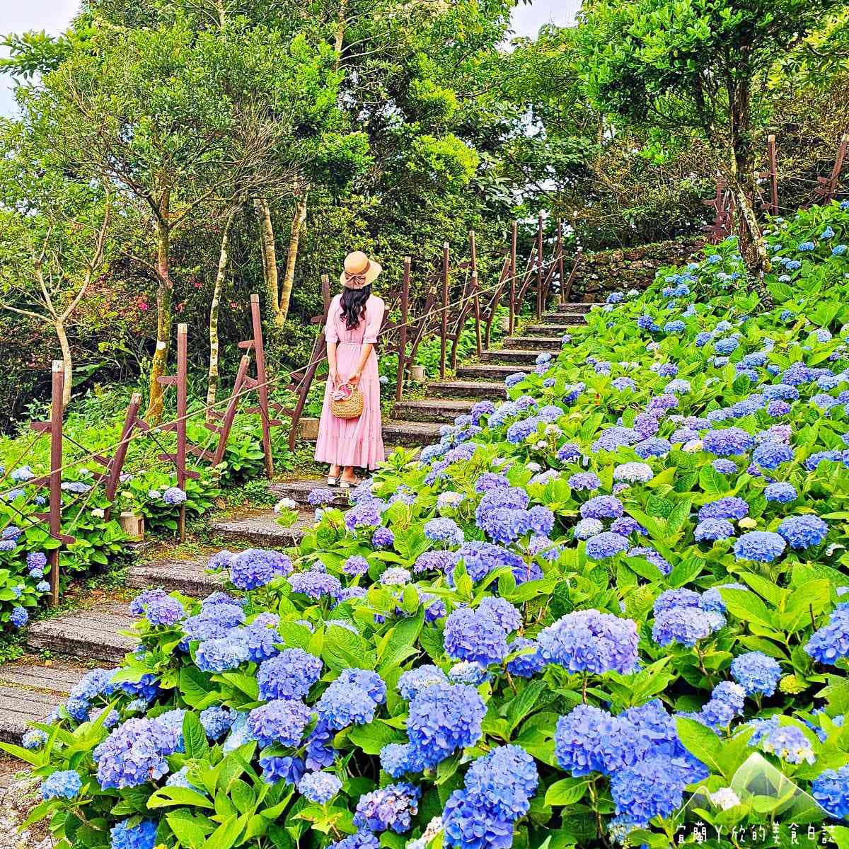 北部最美「繡球花祕境」藏公路!上萬朵藍紫花海免費拍爆,再登高遠眺龜山島 北部最美「繡球花祕境」藏公路!上萬朵藍紫花海免費拍爆,再登高遠眺龜山島