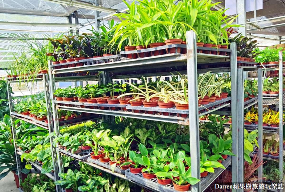 盆栽最低僅7元!桃園鄉民激推「平價花市」地點曝,多肉植物買4送1好划算 盆栽最低僅7元!桃園鄉民激推「平價花市」地點曝,多肉植物買4送1好划算