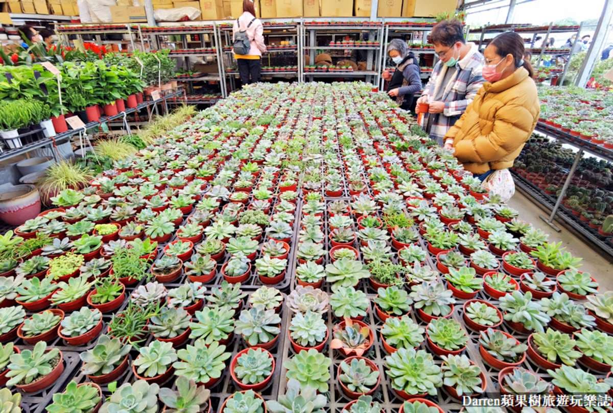盆栽最低僅7元!桃園鄉民激推「平價花市」地點曝,多肉植物買4送1好划算 盆栽最低僅7元!桃園鄉民激推「平價花市」地點曝,多肉植物買4送1好划算