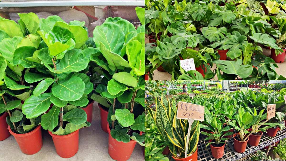 盆栽最低僅7元!桃園鄉民激推「平價花市」地點曝,多肉植物買4送1好划算 盆栽最低僅7元!桃園鄉民激推「平價花市」地點曝,多肉植物買4送1好划算
