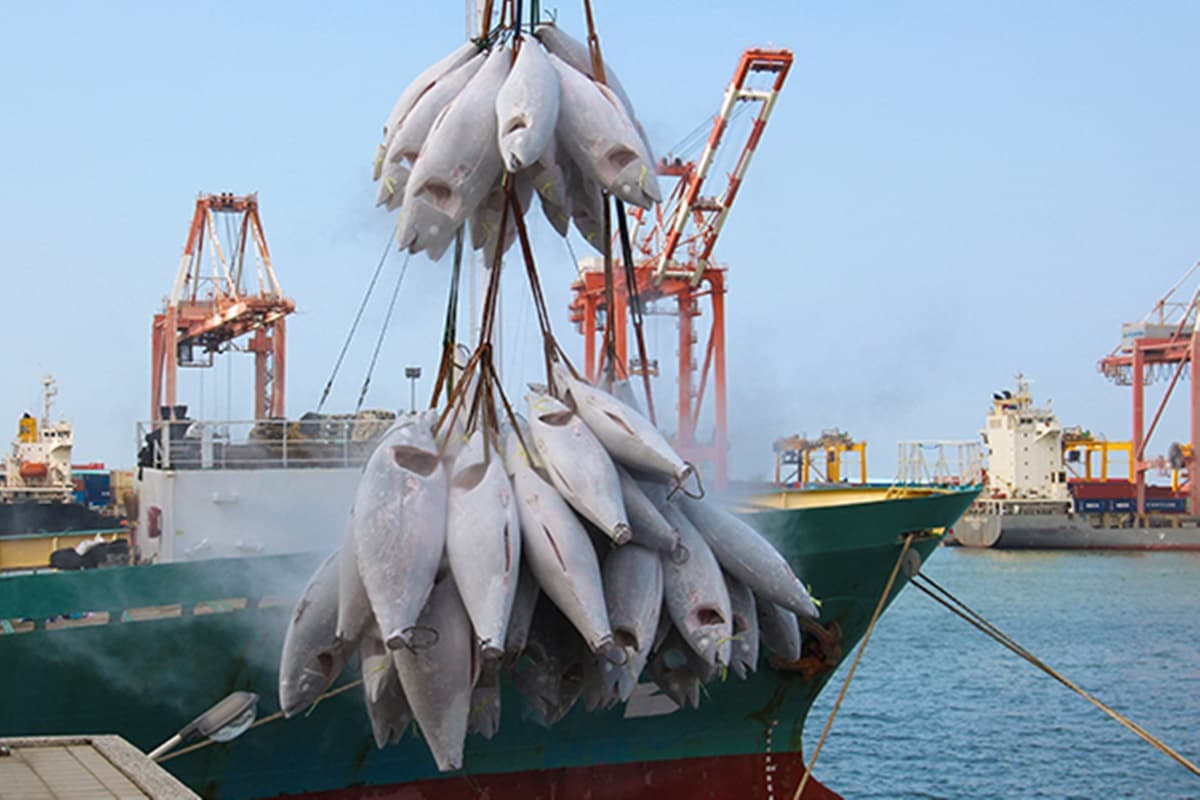 鮪魚拼盤省180元!銅板價開吃產地直送生魚片,還有鮪魚味噌湯喝到飽 鮪魚拼盤省180元!銅板價開吃產地直送生魚片,還有鮪魚味噌湯喝到飽