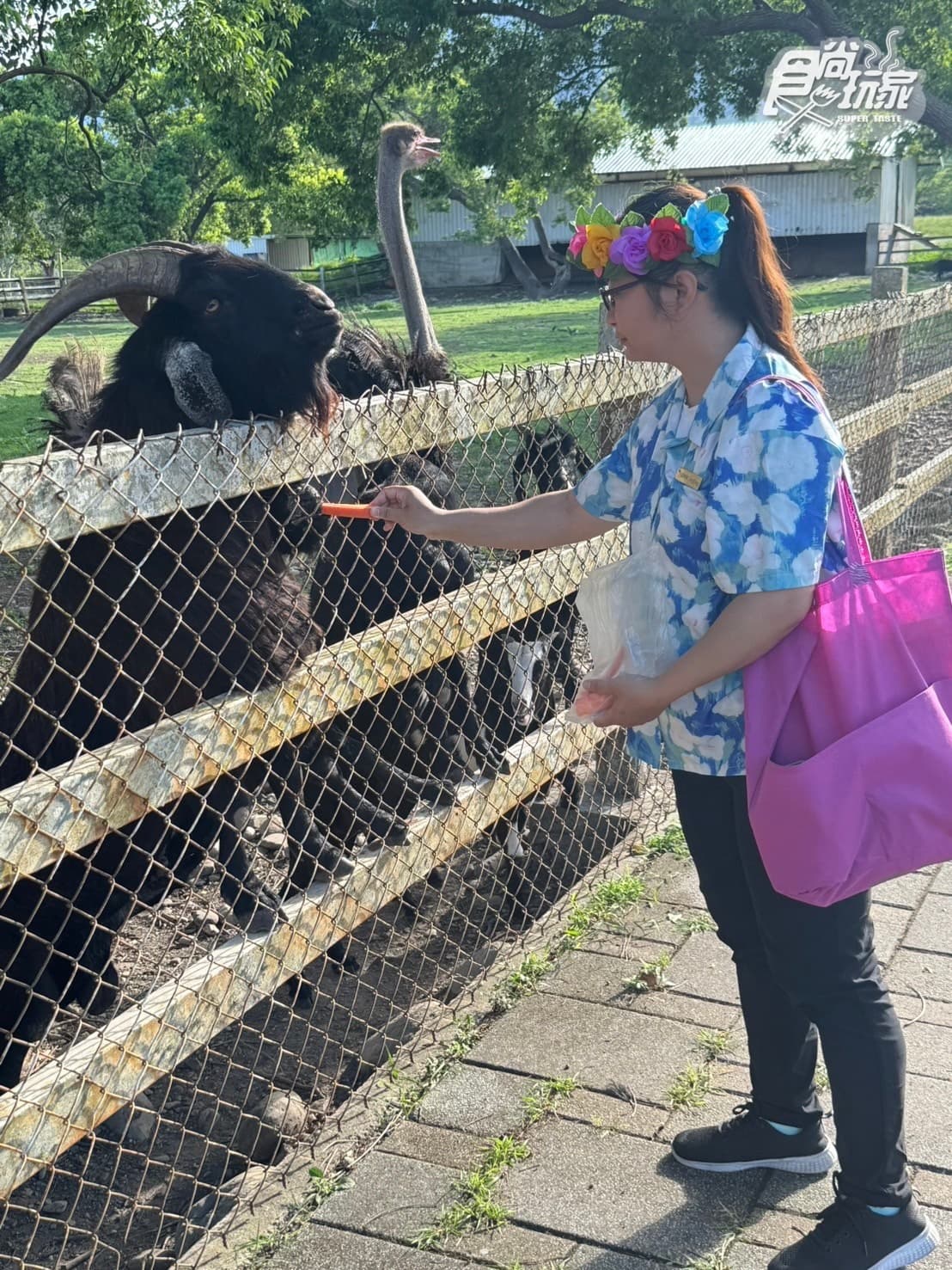【獨家】每人1250入住度假村!「台東日暉」優惠買2送2賞熱氣球,還可餵動物 【獨家】每人1250入住度假村!「台東日暉」優惠買2送2賞熱氣球,還可餵動物