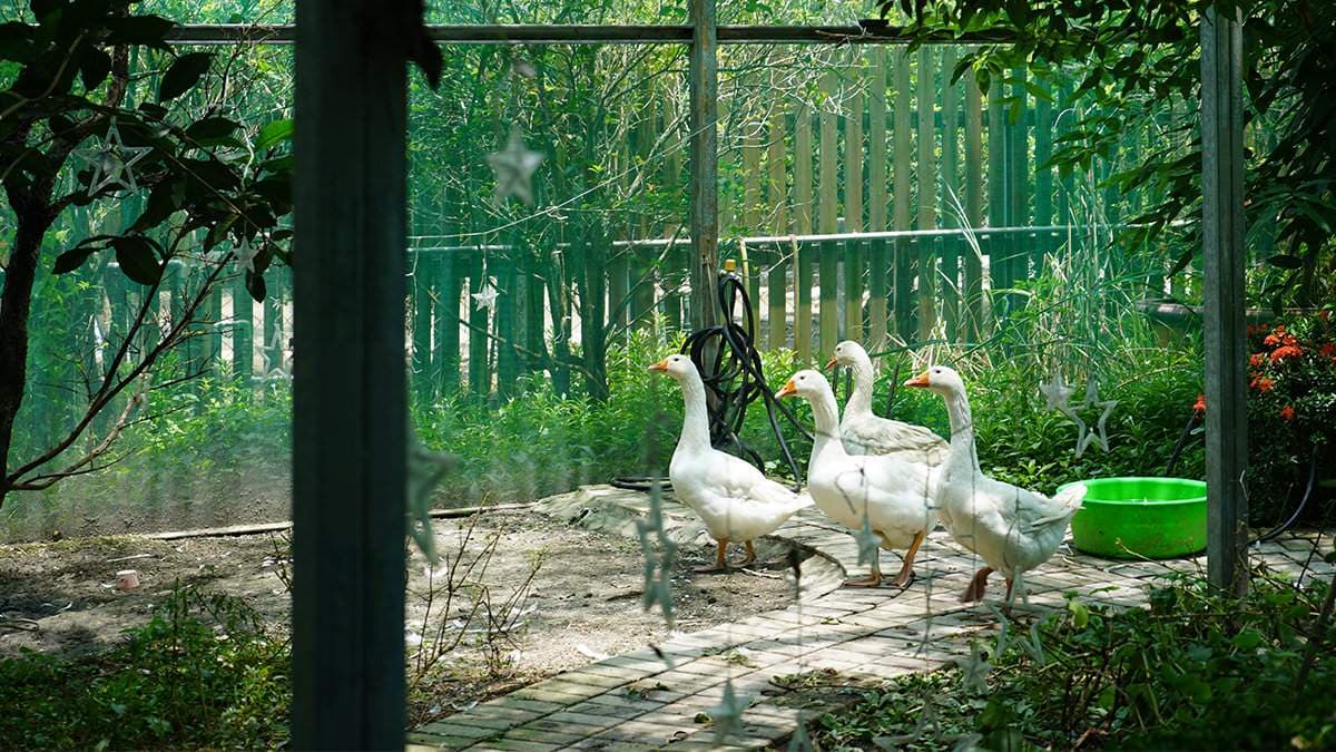 免費玩旋轉木馬、餵動物!全台最好玩海鮮餐廳藏在這,浮誇海鮮桶爽嗑爆卵蝦 免費玩旋轉木馬、餵動物!全台最好玩海鮮餐廳藏在這,浮誇海鮮桶爽嗑爆卵蝦