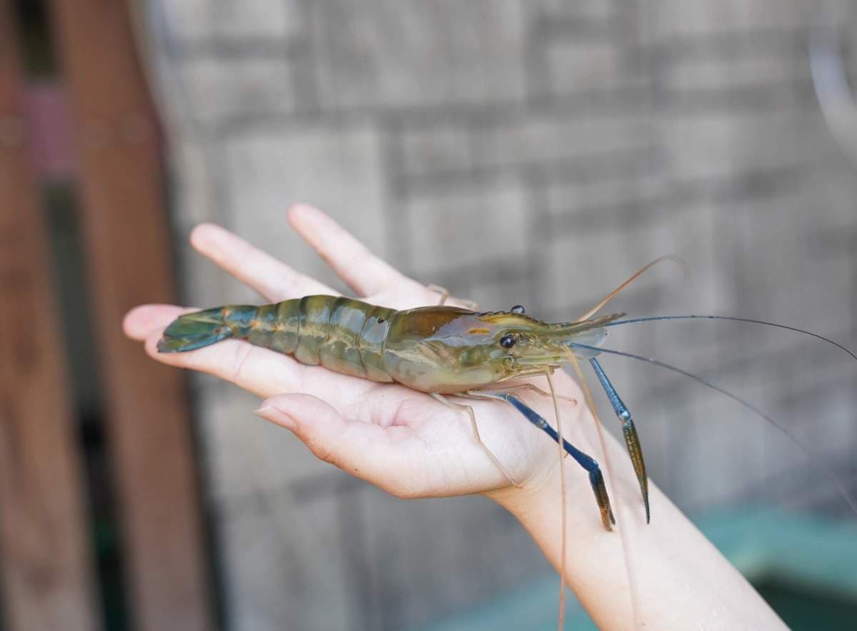 免費玩旋轉木馬、餵動物!全台最好玩海鮮餐廳藏在這,浮誇海鮮桶爽嗑爆卵蝦 免費玩旋轉木馬、餵動物!全台最好玩海鮮餐廳藏在這,浮誇海鮮桶爽嗑爆卵蝦