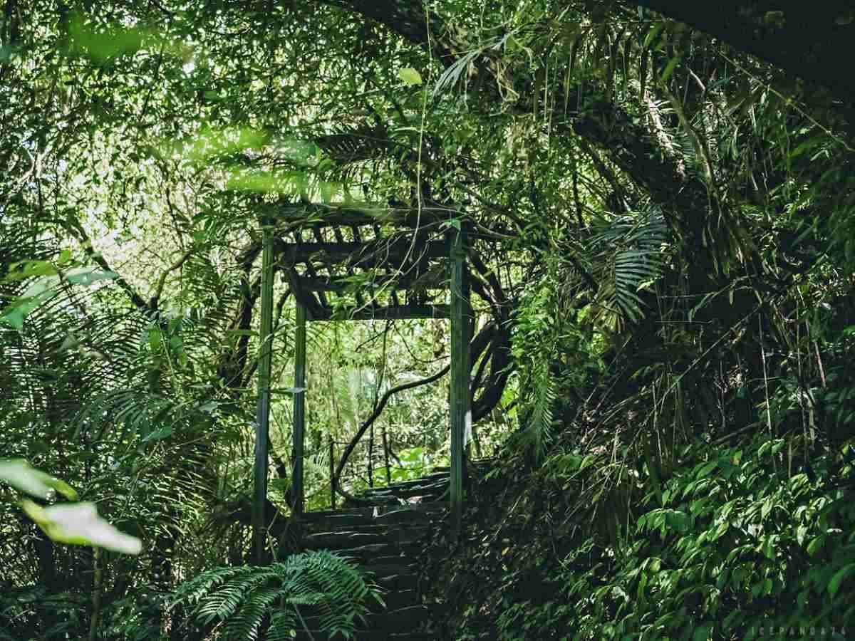 誤闖侏羅紀公園?全台唯一「恐龍森林步道」藏在這,百年巨藤、榕樹根太壯觀 誤闖侏羅紀公園?全台唯一「恐龍森林步道」藏在這,百年巨藤、榕樹根太壯觀