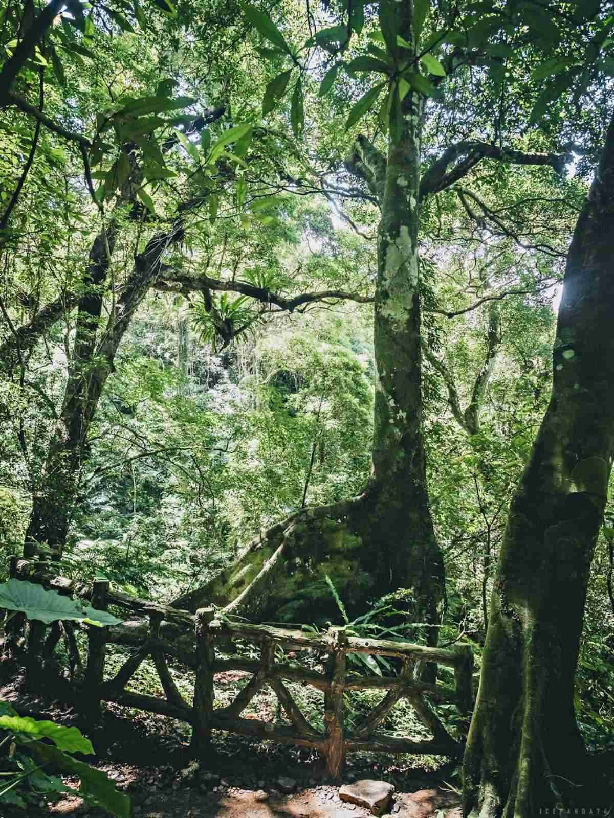 誤闖侏羅紀公園?全台唯一「恐龍森林步道」藏在這,百年巨藤、榕樹根太壯觀 誤闖侏羅紀公園?全台唯一「恐龍森林步道」藏在這,百年巨藤、榕樹根太壯觀