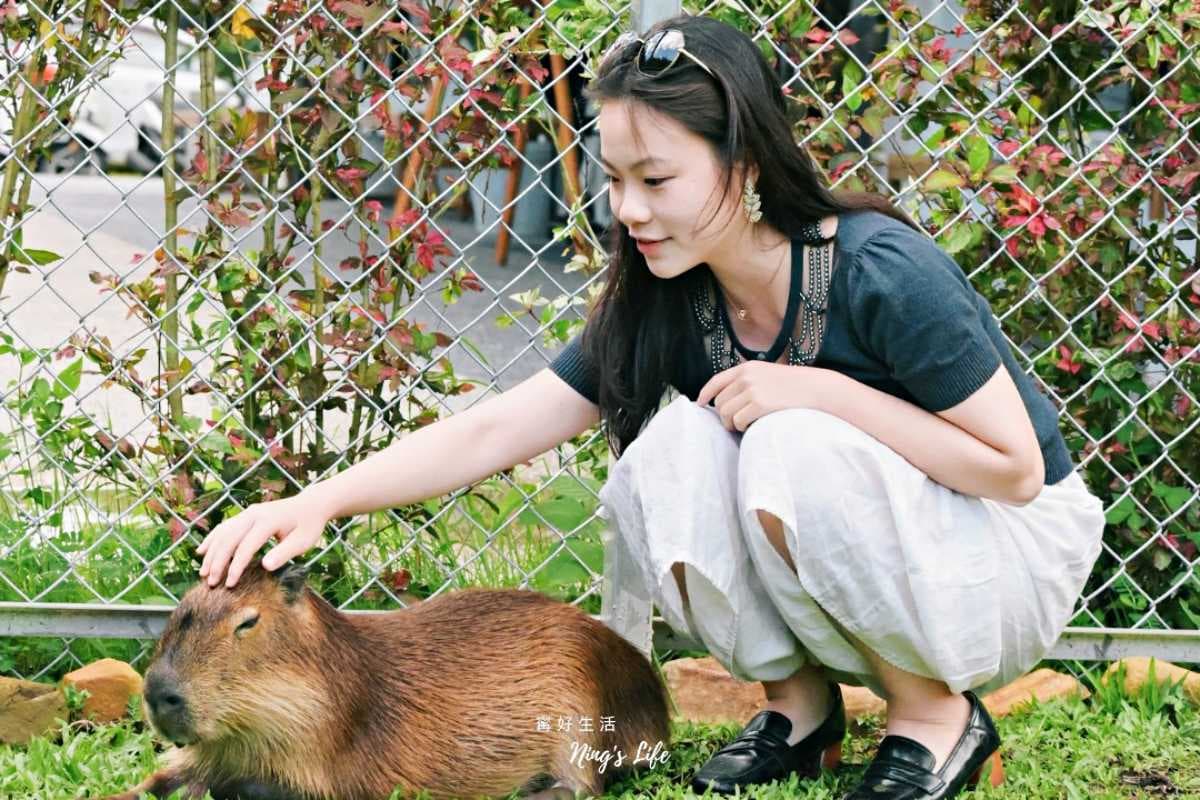 南投也有「水豚咖啡廳」!與4隻可愛水豚互動零距離,週末必排隊人氣爆棚 南投也有「水豚咖啡廳」!與4隻可愛水豚互動零距離,週末必排隊人氣爆棚