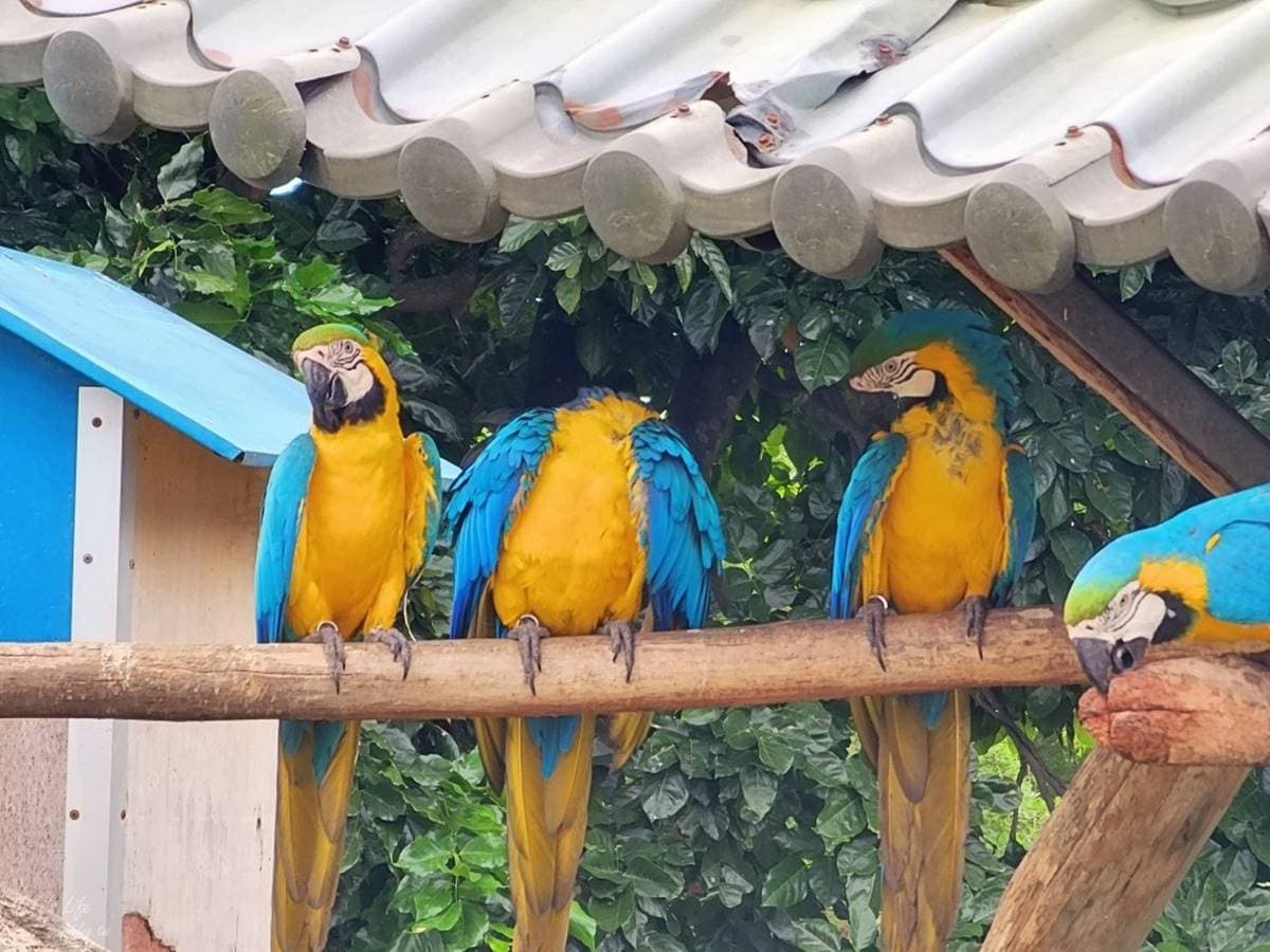 零距離餵萌水豚!台南「頑皮世界野生動物園」行程攻略:特色亮點、門票資訊 零距離餵萌水豚!台南「頑皮世界野生動物園」行程攻略:特色亮點、門票資訊