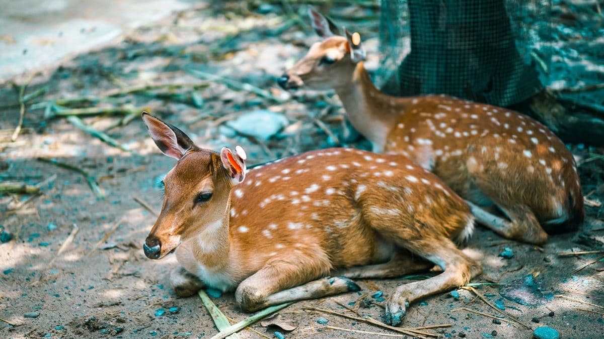 鹿境Paradise Of Deer img