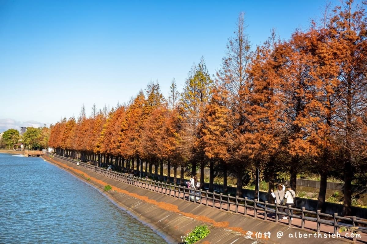落羽松秘境解鎖!秋冬限定童話美景,全台18處落羽松景點、推薦觀賞時間 桃園霄裡大池|桃園落羽松景點