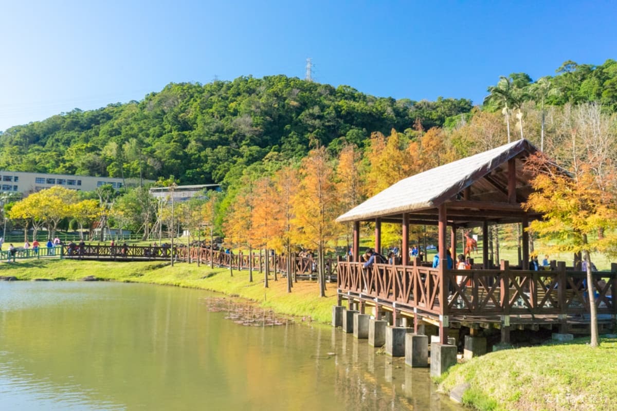 落羽松秘境解鎖!秋冬限定童話美景,全台18處落羽松景點、推薦觀賞時間 原住民文化主題公園|台北落羽松景點
