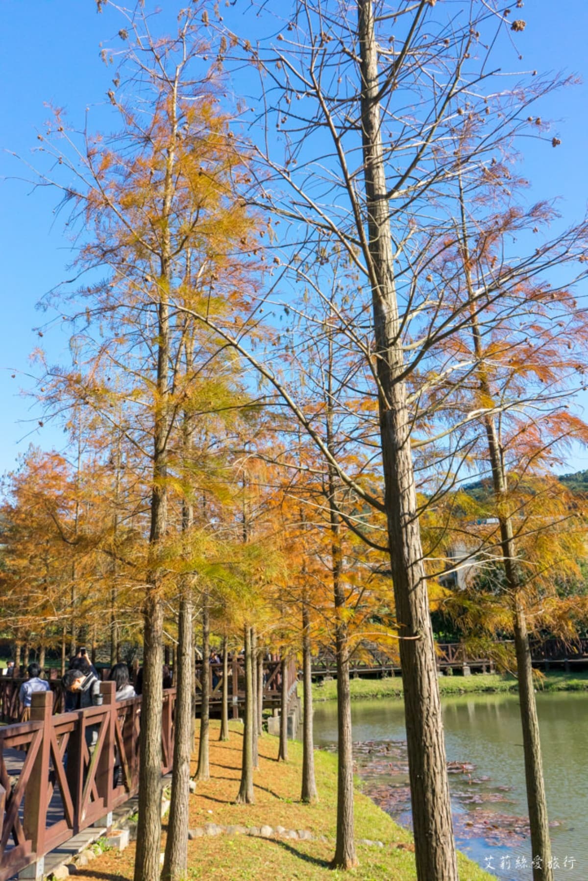落羽松秘境解鎖!秋冬限定童話美景,全台18處落羽松景點、推薦觀賞時間 原住民文化主題公園|台北落羽松景點