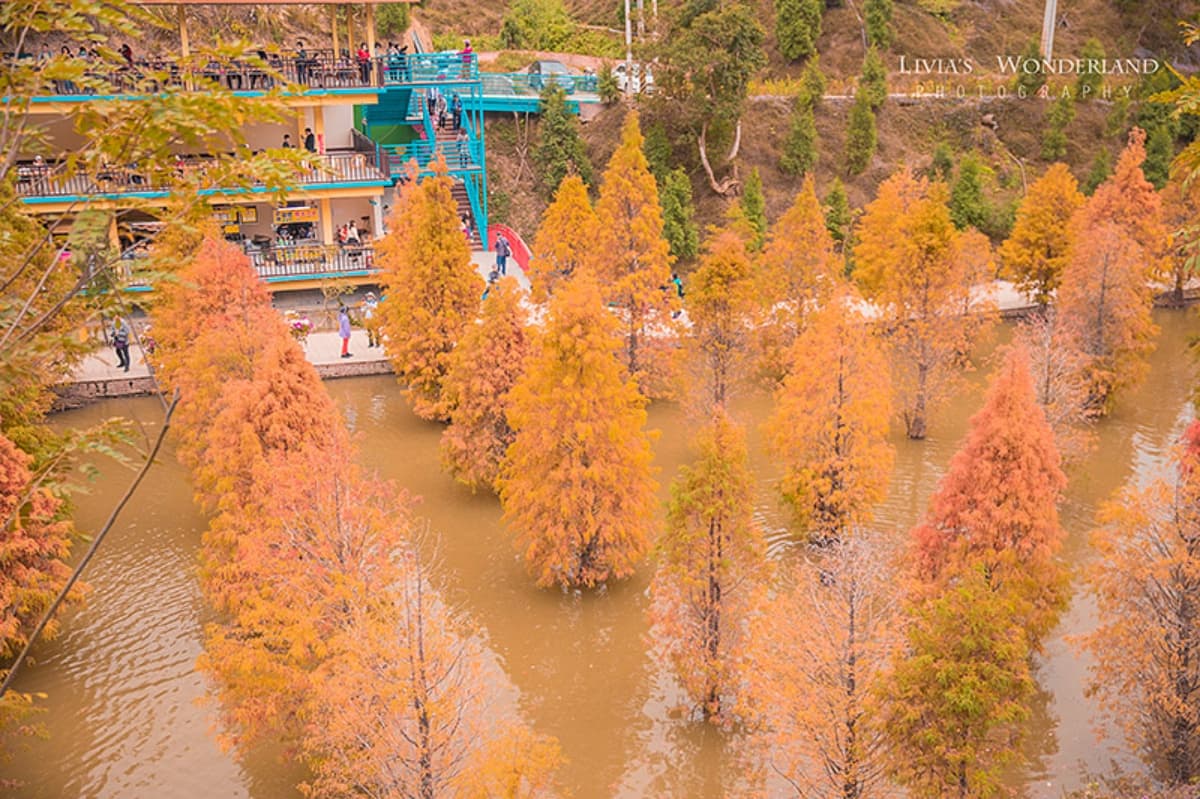 落羽松秘境解鎖!秋冬限定童話美景,全台18處落羽松景點、推薦觀賞時間 三灣落羽松莊園|苗栗落羽松景點