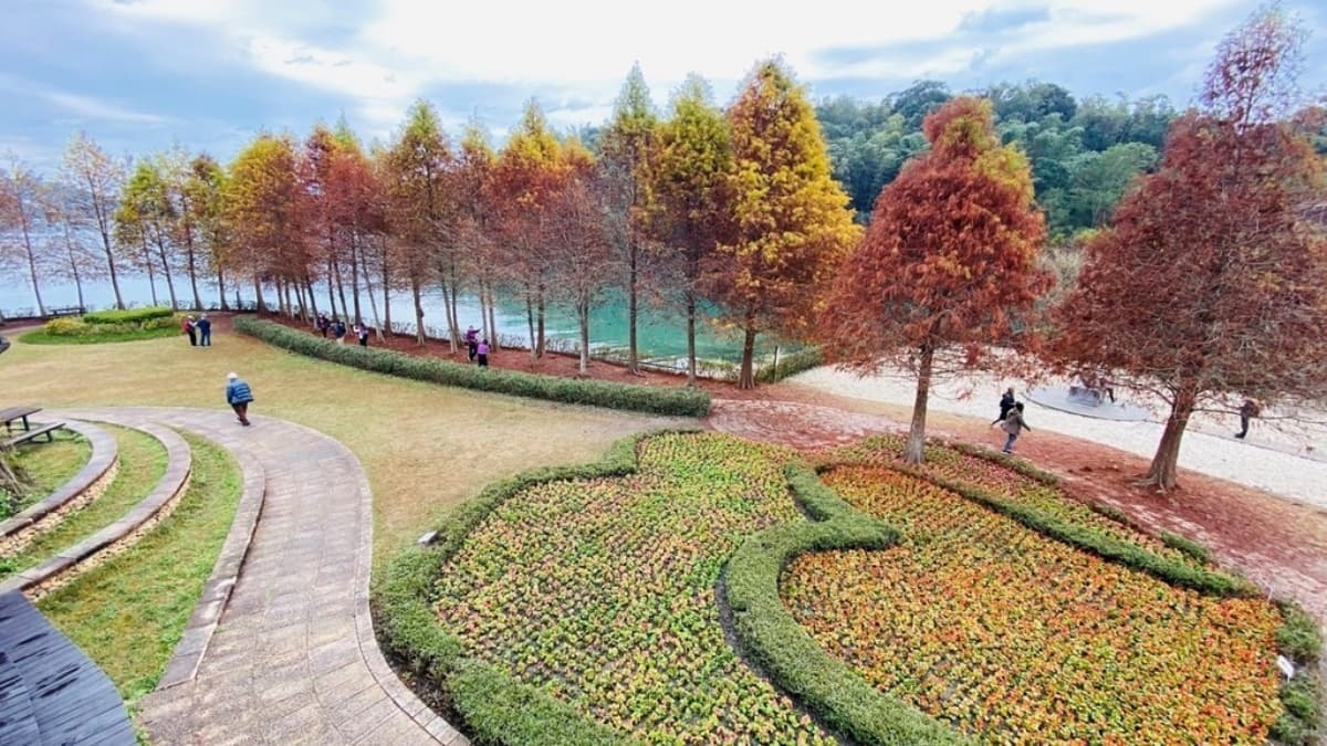 落羽松秘境解鎖!秋冬限定童話美景,全台18處落羽松景點、推薦觀賞時間 向山落羽松|南投落羽松景點