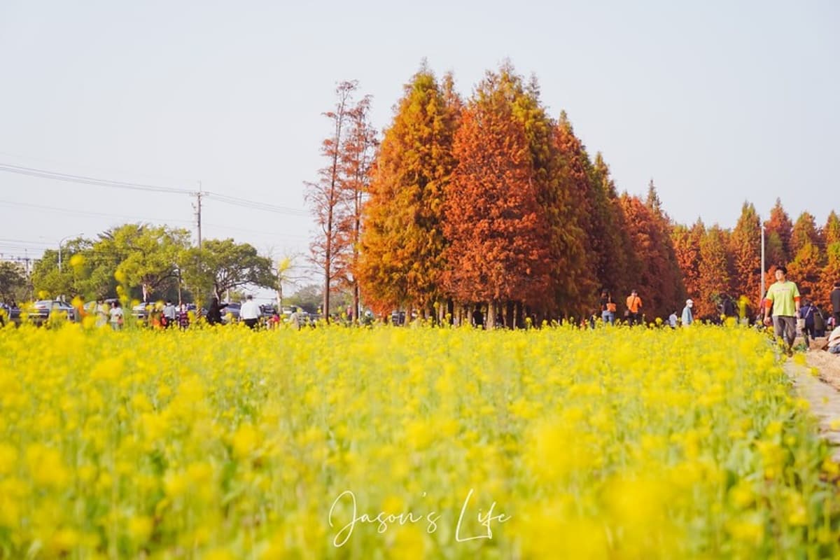 落羽松秘境解鎖!秋冬限定童話美景,全台18處落羽松景點、推薦觀賞時間 六甲菁埔埤|台南落羽松景點