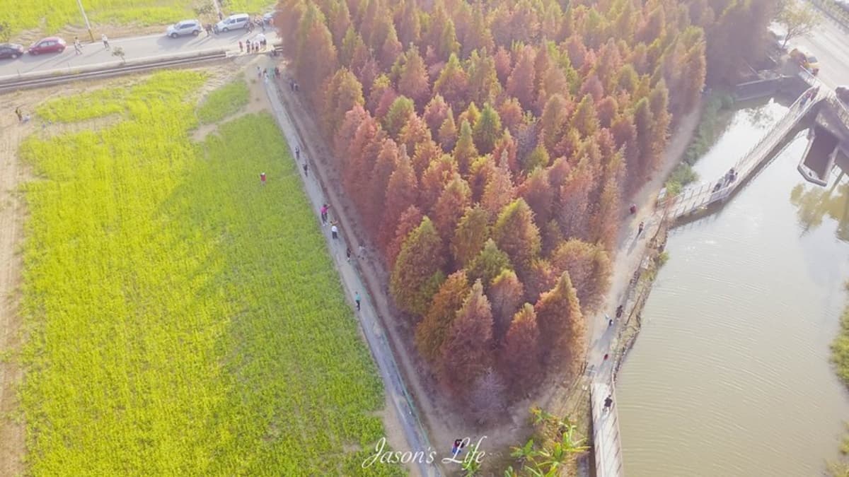 落羽松秘境解鎖!秋冬限定童話美景,全台18處落羽松景點、推薦觀賞時間 六甲菁埔埤|台南落羽松景點
