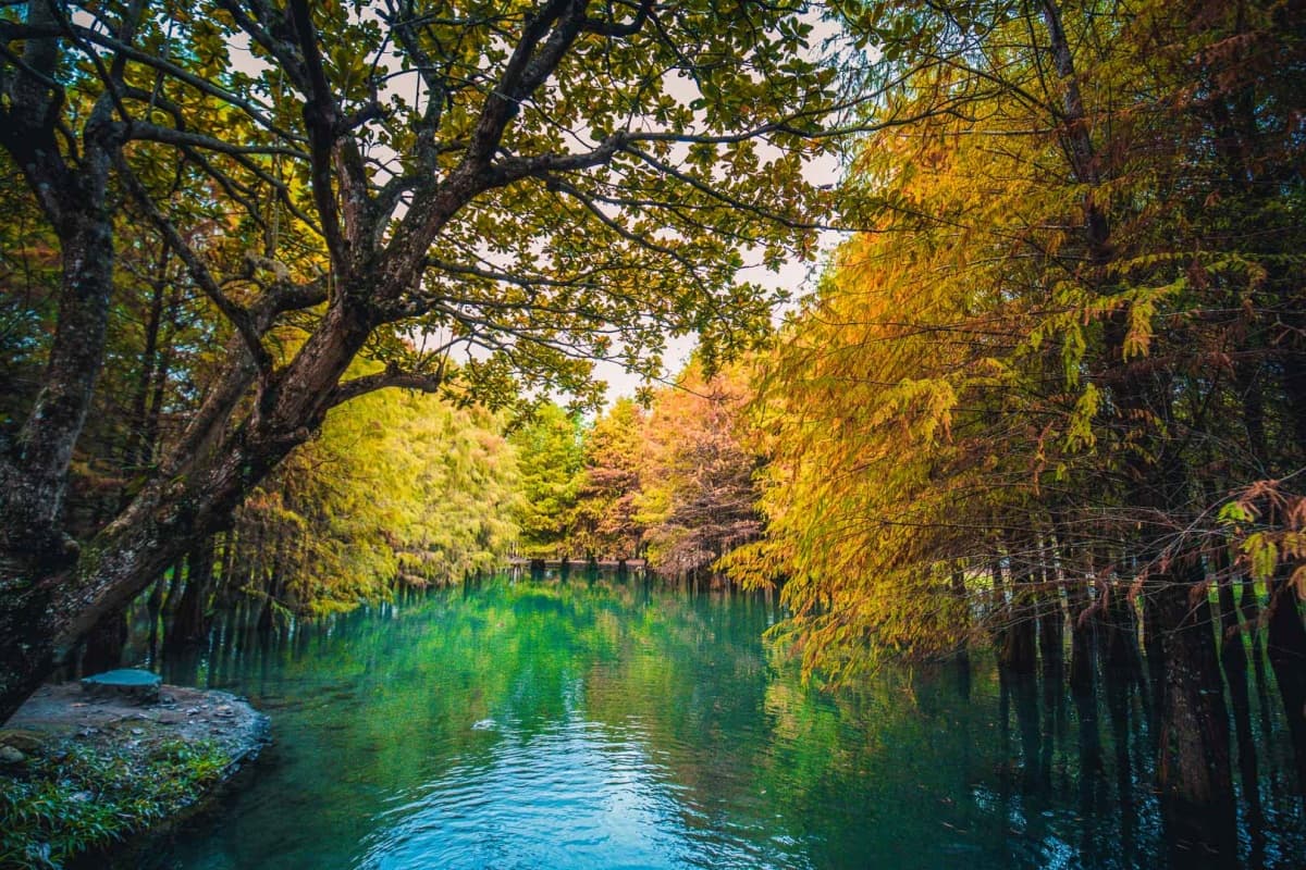 落羽松秘境解鎖!秋冬限定童話美景,全台18處落羽松景點、推薦觀賞時間 鈺展苗圃|花蓮落羽松景點