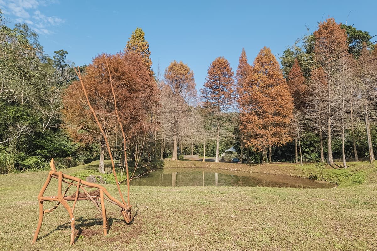 落羽松秘境解鎖!秋冬限定童話美景,全台18處落羽松景點、推薦觀賞時間 峨眉大地農場|新竹落羽松景點