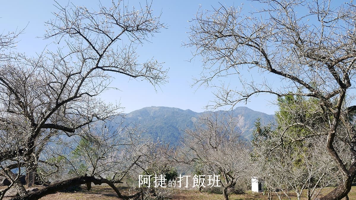 梅花季來了!高雄最大賞梅勝地花開6成,官方估盛開時間「在此時」 梅花季來了!高雄最大賞梅勝地花開6成,官方估盛開時間「在此時」
