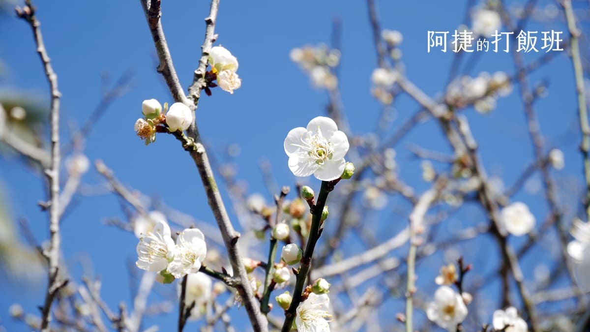 梅花季來了!高雄最大賞梅勝地花開6成,官方估盛開時間「在此時」 梅花季來了!高雄最大賞梅勝地花開6成,官方估盛開時間「在此時」
