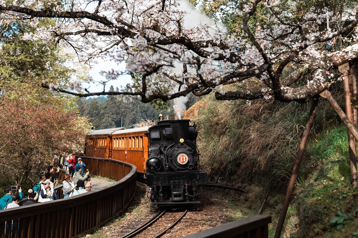 阿里山最夢幻賞櫻行程!花季限定「百年蒸氣列車」 搶票時間、遊程內容一次看 阿里山最夢幻賞櫻行程!花季限定「百年蒸氣列車」 搶票時間、遊程內容一次看
