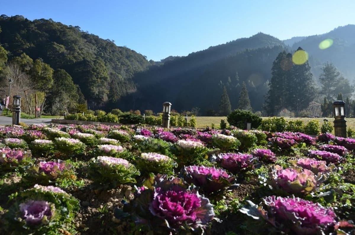 「杉林溪森林生態渡假園區」遊玩攻略:門票、花季情報、周邊景點 「杉林溪森林生態渡假園區」遊玩攻略:門票、花季情報、周邊景點